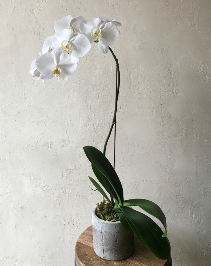 Genuine White Orchid with Vase