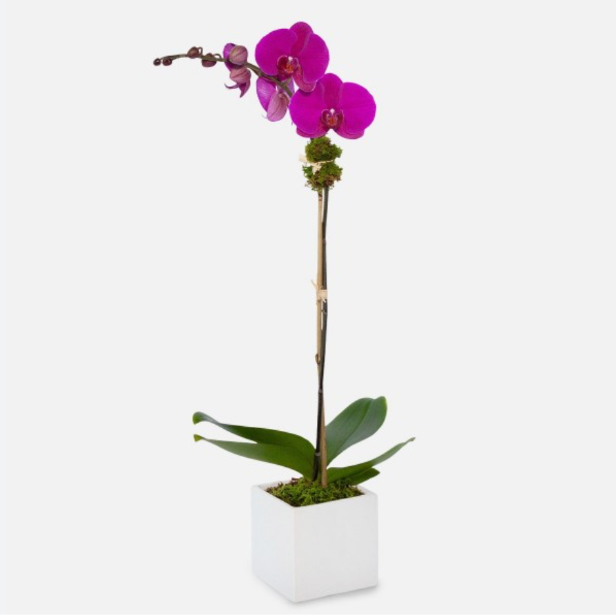 Genuine Purple Orchid with Vase