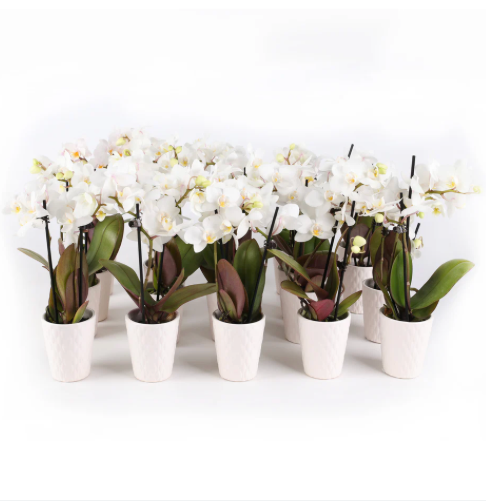 Lockford Orchid Party Pack